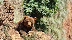 “Хүрэн баавгай” агнасан хэргийг илрүүллээ